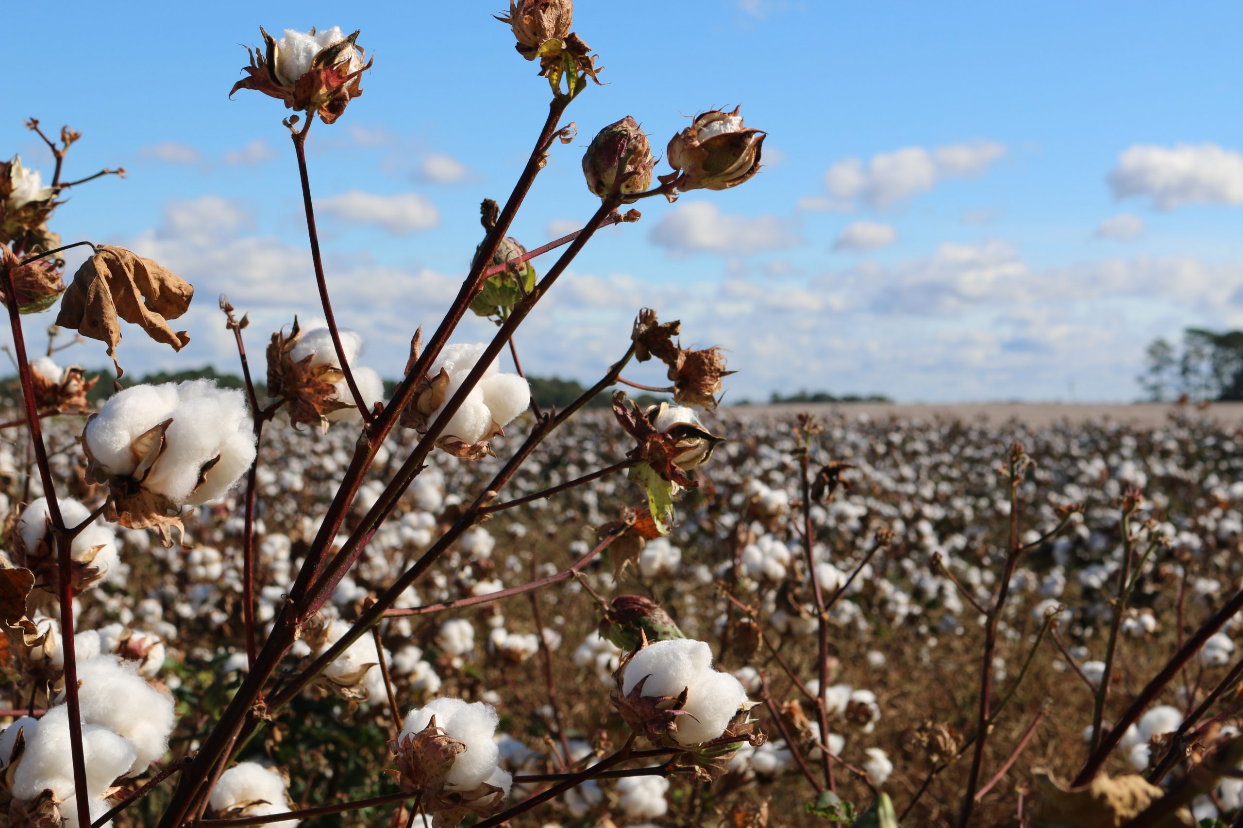 COTTON FARMERS ANXIOUS ABOUT F...